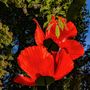 Floral decoration - Poppy - LA FLEUR MONUMENTALE