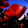 Floral decoration - Poppy - LA FLEUR MONUMENTALE
