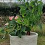 Vases - Vortexi - ATELIER SCRALAN