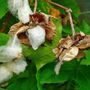 Objets de décoration - 1 an : digraphe noces de coton - LE DIGRAPHE