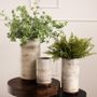 Floral decoration - FOUGERE NEPHROLEPIS - LOU DE CASTELLANE
