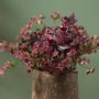 Floral decoration - ASTRANTIA MAJOR - LOU DE CASTELLANE