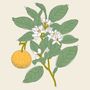 Decorative objects - "Bel Oranger" Candle - BÔRIVAGE