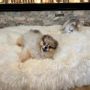 Lits - Lit Ovale pour Animal en Peau de Mouton Naturelle – Blanc - MELLOW CONCEPT STORE