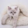Lits - Grotte pour Animal en Peau de Mouton Naturelle – Blanche - MELLOW CONCEPT STORE