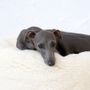 Beds - Oval Natural Wool Pet Bed - White - MELLOW CONCEPT STORE
