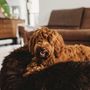Beds - Oval Natural Sheepskin Pet Bed - Chocolate Brown - MELLOW CONCEPT STORE