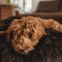 Beds - Oval Natural Sheepskin Pet Bed - Chocolate Brown - MELLOW CONCEPT STORE