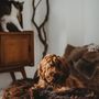 Beds - Oval Natural Sheepskin Pet Bed - Chocolate Brown - MELLOW CONCEPT STORE