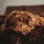 Beds - Oval Natural Sheepskin Pet Bed - Chocolate Brown - MELLOW CONCEPT STORE