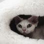 Beds - Nest Natural Sheepskin Pet Bed - White - MELLOW CONCEPT STORE