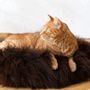 Beds - Round Natural Sheepskin Pet Bed - Brown - MELLOW CONCEPT STORE