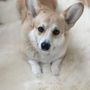 Beds - Natural Sheepskin Rug for Pet - MELLOW CONCEPT STORE