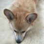 Beds - Natural Sheepskin Rug for Pet - MELLOW CONCEPT STORE