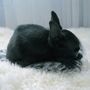 Beds - Natural Sheepskin Rug for Pet - MELLOW CONCEPT STORE