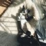 Beds - Natural Sheepskin Rug for Pet - MELLOW CONCEPT STORE