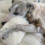 Decorative objects - Natural Sheepskin Dog Tug Toy - White - MELLOW CONCEPT STORE