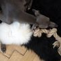 Decorative objects - Natural Sheepskin Dog Tug Toy - White - MELLOW CONCEPT STORE
