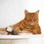 Objets de décoration - Jouet pour Chat en Peau de Mouton Naturelle : Calmar - MELLOW CONCEPT STORE