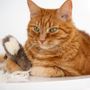 Objets de décoration - Jouet pour Chat en Peau de Mouton Naturelle : Calmar - MELLOW CONCEPT STORE