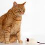 Objets de décoration - Jouet pour Chat en Laine Naturelle : Souris - MELLOW CONCEPT STORE