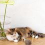 Objets de décoration - Jouet pour Chat en Laine Naturelle : Balle - MELLOW CONCEPT STORE