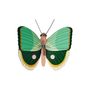 Other wall decoration - Butterflies & Beetles - STUDIO ROOF
