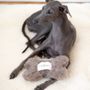 Decorative objects - Natural Woolen Dog Toy: Bone - Beige - MELLOW CONCEPT STORE