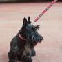 Accessoires animaux - BROTT - BAZAR BUM BUM BCN