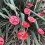 Garden accessories - Small Glass Flower For Outside In Red-Black - CARNEOL GLASS