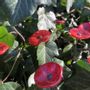 Garden accessories - Small Glass Flower For Outside In Red-Black - CARNEOL GLASS