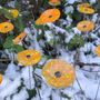 Garden accessories - Round glass flower for outdoor use in transparent, yellow, orange - CARNEOL GLASS
