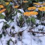 Garden accessories - Round glass flower for outdoor use in transparent, yellow, orange - CARNEOL GLASS