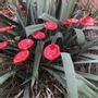 Garden accessories - Round small glass flower for outdoor use in red colour - CARNEOL GLASS