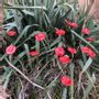 Garden accessories - Round small glass flower for outdoor use in red colour - CARNEOL GLASS