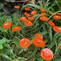 Garden accessories - Round small glass flower for outdoor use in orange colour - CARNEOL GLASS