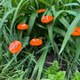 Garden accessories - Round small glass flower for outdoor use in orange colour - CARNEOL GLASS