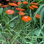 Garden accessories - Round small glass flower for outdoor use in orange colour - CARNEOL GLASS