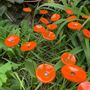 Garden accessories - Round small glass flower for outdoor use in orange colour - CARNEOL GLASS