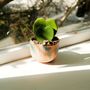 Vases - [ANU] Bol et pot pour plantes - SEOUL DESIGN FOUNDATION