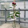 Vases - CORYMBE vase (large) - BOUTURES D'OBJETS