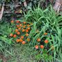 Garden accessories - Round small glass flower for outdoor use in orange colour - CARNEOL GLASS