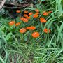 Garden accessories - Round small glass flower for outdoor use in orange colour - CARNEOL GLASS
