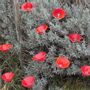Garden accessories - Medium size red cala flower - CARNEOL GLASS