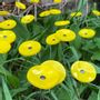 Garden accessories - Small yellow glass flower on a stainless steel stem - CARNEOL GLASS