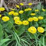 Garden accessories - Small yellow glass flower on a stainless steel stem - CARNEOL GLASS
