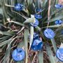 Garden accessories - Small turquoise glass flower on a stainless steel stem - CARNEOL GLASS