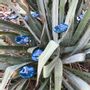 Garden accessories - Small turquoise glass flower on a stainless steel stem - CARNEOL GLASS