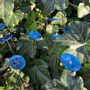 Garden accessories - Small turquoise glass flower on a stainless steel stem - CARNEOL GLASS