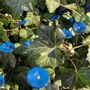 Garden accessories - Small turquoise glass flower on a stainless steel stem - CARNEOL GLASS